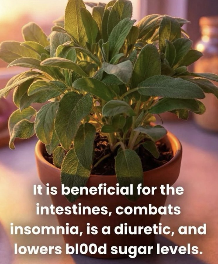 Why This Familiar Kitchen Herb Is Gaining Attention for Brain Health in Later Life